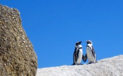 Two penguins in a very healthy relationship holding hands on a rock.