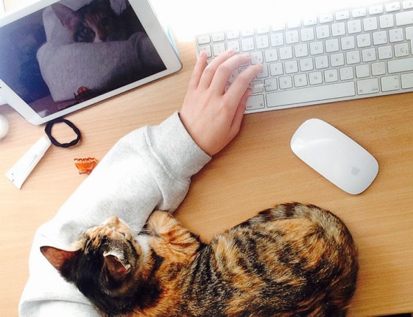 A person online dating with a cat in front of their computer.