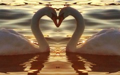 Swans looking at each other and making a heart.